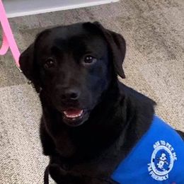 Rhime - Labrador Retriever