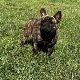 Wasabi - French Bulldog puppy in Louisville, Kentucky from Weavwood Ranche
