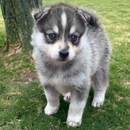 Skye - Gray and white Pomsky puppy in Mineola, Texas from East Texas Pomskies