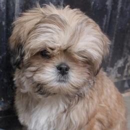 Anna - Gold female Shih Tzu puppy in Bennett, Colorado from Victorio Boxers & Shih-Tzu's