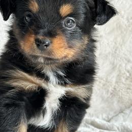 Salem - Black tri female Toy Australian Shepherd puppy in Amarillo, Texas from Duclops Ranch Aussies