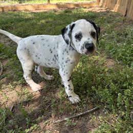 BLUE - White and black male Dalmatian puppy in Demorest, Georgia from Dixon Dalmatians