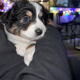 Miniature Australian Shepherd Puppies from Amberwood DD Aussies