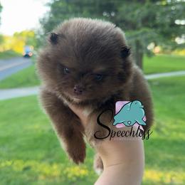 Remy -4000.00 dollars - Chocolate and tan male Pomeranian puppy in Perry County, Ohio from Speechless Pom’s