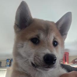 AKC Jinglebell - Red female Shiba Inu puppy in Jensen Beach, Florida from ScrapiShibas