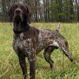 German Shorthaired Pointer All Grown Up from Blue Hill Gun Dogs
