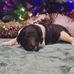 Boy 4 - Parti male Poodle puppy in Patterson, California from Paterson Poodles