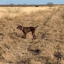 Pudelpointer puppies from Simply Southern Retrievers, LLC