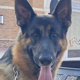 German Shepherds from Bartlett's German Shepherds