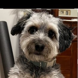 Aussiedoodle All Grown Up from White Pine Farm