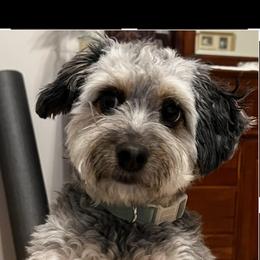 Aussiedoodle All Grown Up from White Pine Farm