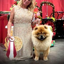 Chow Chow puppies from SouthFork Ranch