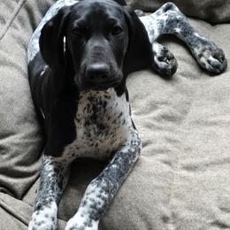 German Shorthaired Pointer Puppies from DreamN GSPs