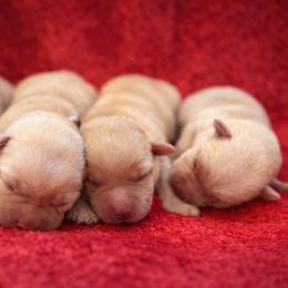 Blue - Yellow male Labrador Retriever puppy in Vero Beach, Florida from Southern Sunshine Labradors