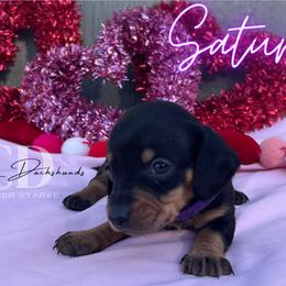 Dachshund Puppies from Camacho_Dachshunds
