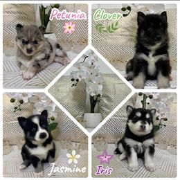 Pomsky Puppies from Royal Palm Pomskies