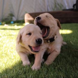 Golden Retriever Puppies from Sandy Golden Retrievers