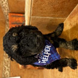 Enzo pka “Aqua man” - Phantom Bernedoodle puppy in Knoxville, Tennessee from Bright Side Doodles