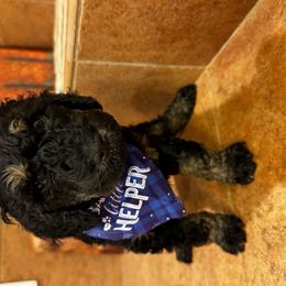 Enzo pka “Aqua man” - Phantom Bernedoodle puppy in Knoxville, Tennessee from Bright Side Doodles