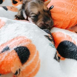 Dachshund Puppies from Mill Creek Dachshunds