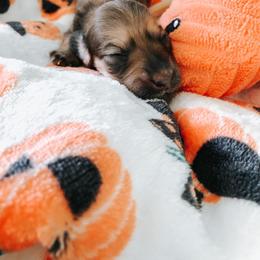 Dachshund Puppies from Mill Creek Dachshunds
