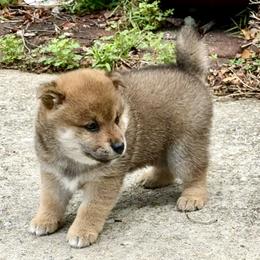 Ahsoka - Red female Shiba Inu puppy in Greer, South Carolina from Crescent Moon Shibas