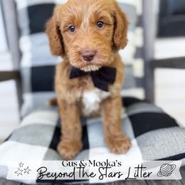Orion - Red  male Goldendoodle puppy in Anderson, South Carolina from Brinkerhoff Doodle Farm