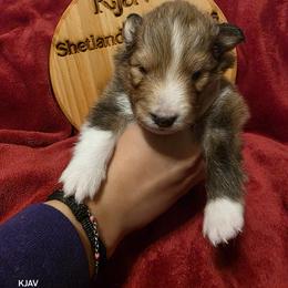 Rex - Sable and white male Shetland Sheepdog puppy in Greenfield, Ohio from Kayla's Shelties