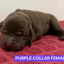Purple Collar Female - Chocolate female Labrador Retriever puppy in Tacoma, Washington from Triple H Farm