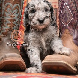 Goldendoodle Puppies from Dandy Doodles