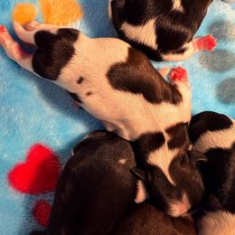 Girl 2 - Red and white female Shih Tzu puppy in Hemet, California from Aloha Shih Tzu