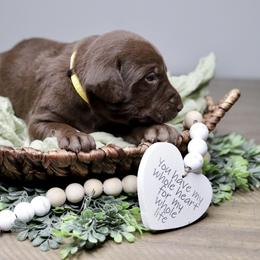 Labrador Retriever Puppies from AGL Retrievers