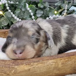 Dachshund Puppies from Heart 2 Heart Puppies