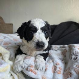 Hawkeye - Black and white male Bernedoodle puppy in Blackfoot, Idaho from Draper Mountain Doodles