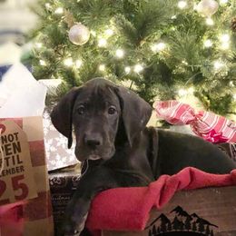 Great Dane Puppies from Meadow Creek Great Danes