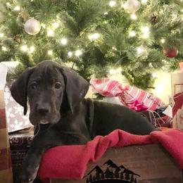 Great Dane Puppies from Meadow Creek Great Danes