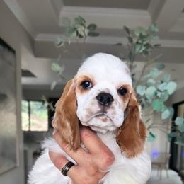 Blue collar - Red and white male Cocker Spaniel puppy in Bonsall, California from CuttinBlue Farms
