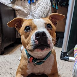 Khloe - Staffordshire Bull Terrier