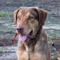 Sky - Chesapeake Bay Retriever