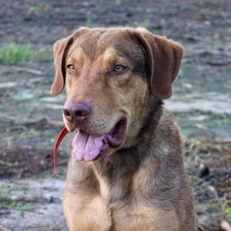 Sky - Chesapeake Bay Retriever