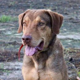 Sky - Chesapeake Bay Retriever