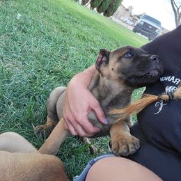 Cane Corso Puppies from JSM Corsos