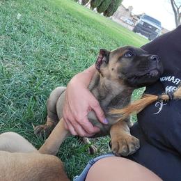 Cane Corso Puppies from JSM Corsos