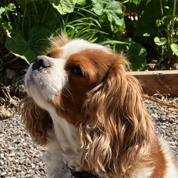 Cavalier King Charles Spaniels from Debora's Cavalier King Charles Spaniels