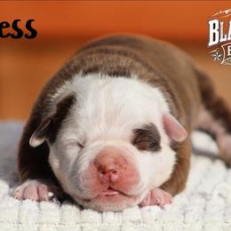 Guinness - White and brown male American Bulldog puppy in Vancouver, Washington from Blackwell's Bulldogs