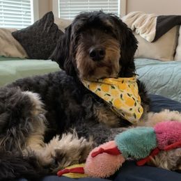 Annie - Bernedoodle