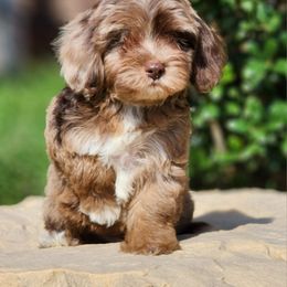 Bernedoodle, Cavapoo, Cockapoo, Goldendoodle, Havapoo, and Poodle Puppies from Farquharson's Poodles&Doodles