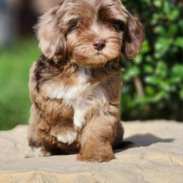 Bernedoodle, Cavapoo, Cockapoo, Goldendoodle, Havapoo, and Poodle Puppies from Farquharson's Poodles&Doodles