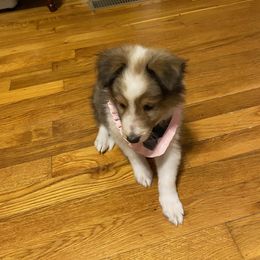 Shetland Sheepdog Puppies from DK'S Sassy River Shelties