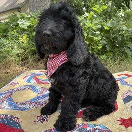 Sage - male Golden Mountain Doodle puppy in Tulsa, Oklahoma from Turpin Ranch